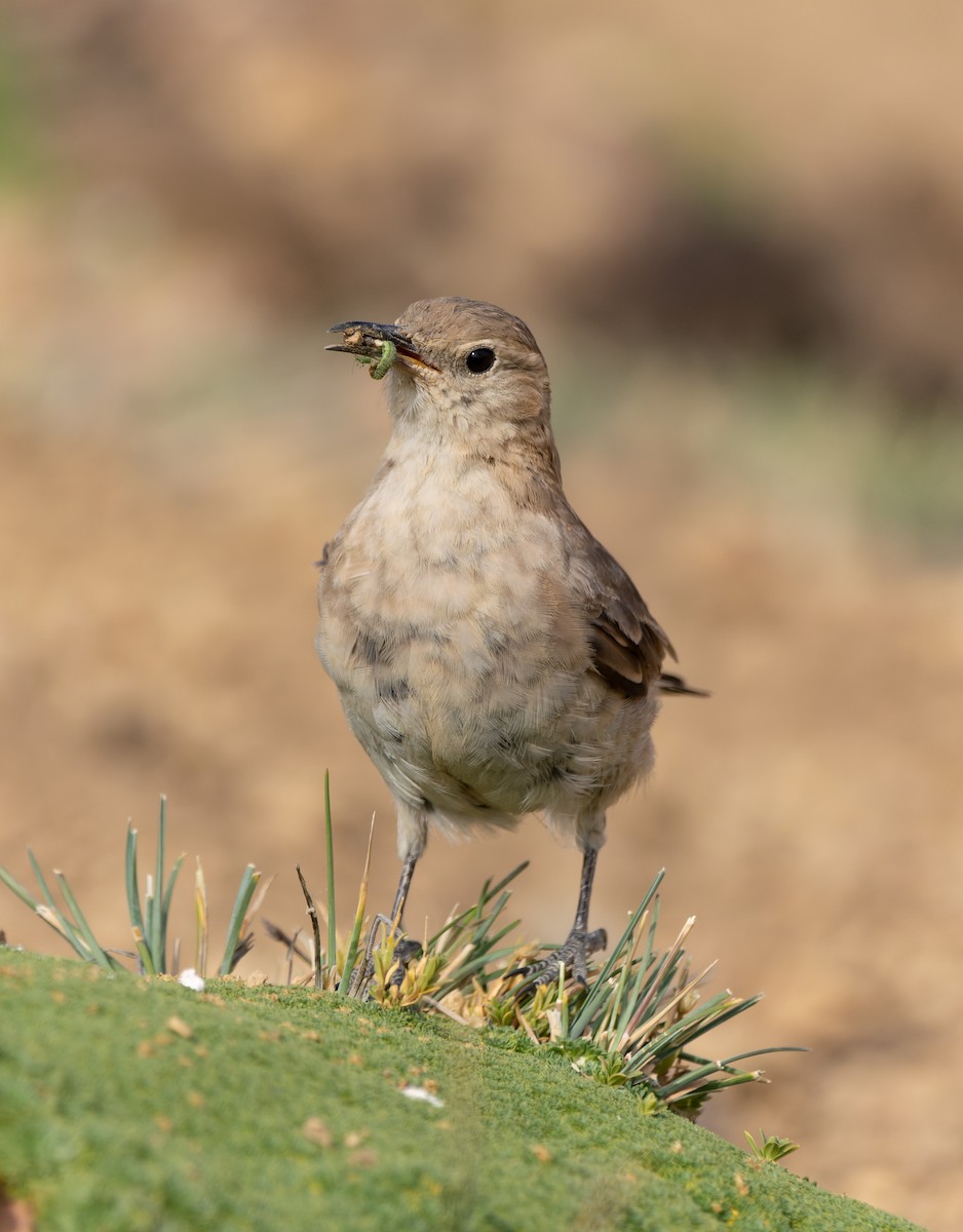 Creamy-rumped Miner - Pablo Martinez Morales