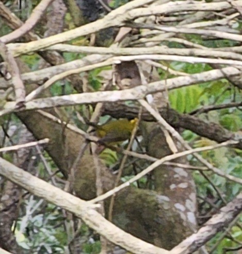 Wilson's Warbler - ML615681034