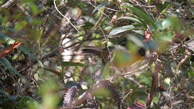 Pale-naped Brushfinch - ML615681044