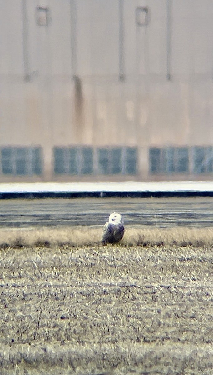 Snowy Owl - ML615681058