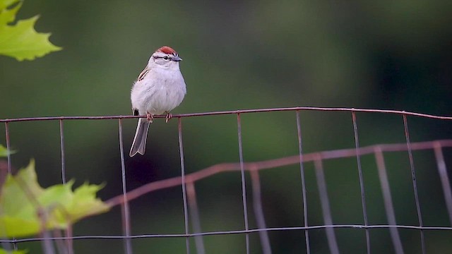 Chipping Sparrow - ML615681127