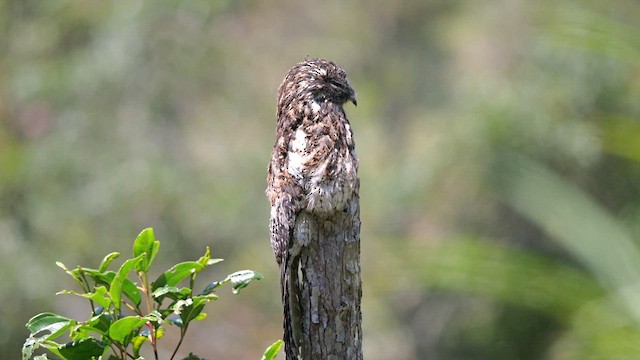 Andean Potoo - ML615681129