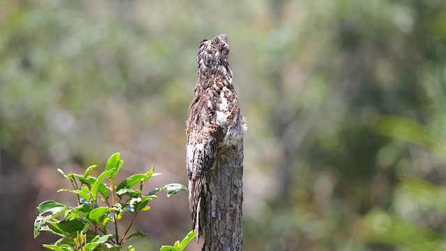 Andean Potoo - ML615681130