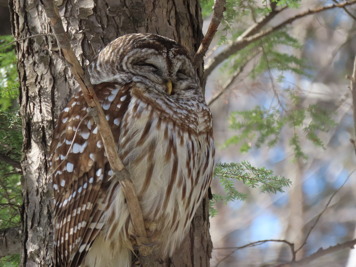 Barred Owl - ML615681136