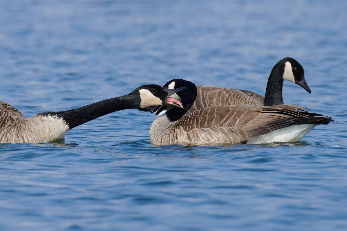 Canada Goose - Charlie Shields