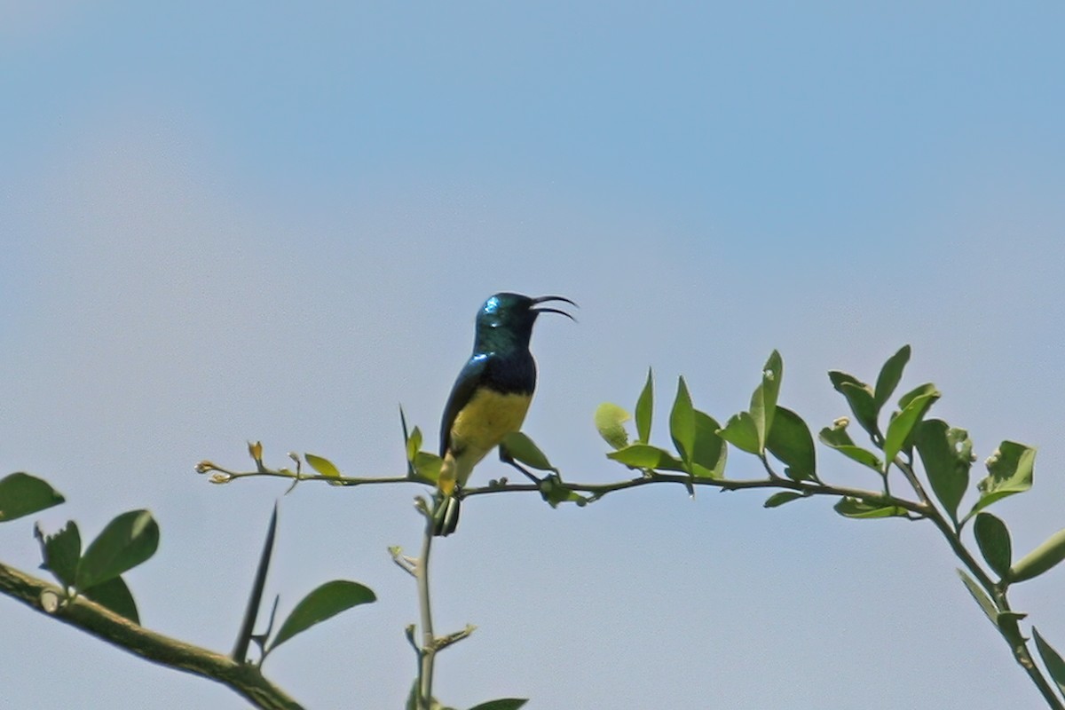 Variable Sunbird (Yellow-bellied) - ML615681267