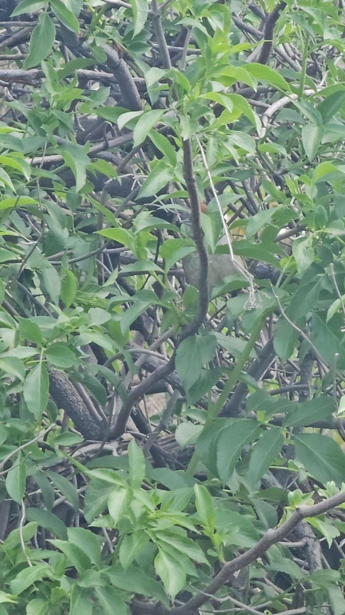 Green-tailed Towhee - ML615681289