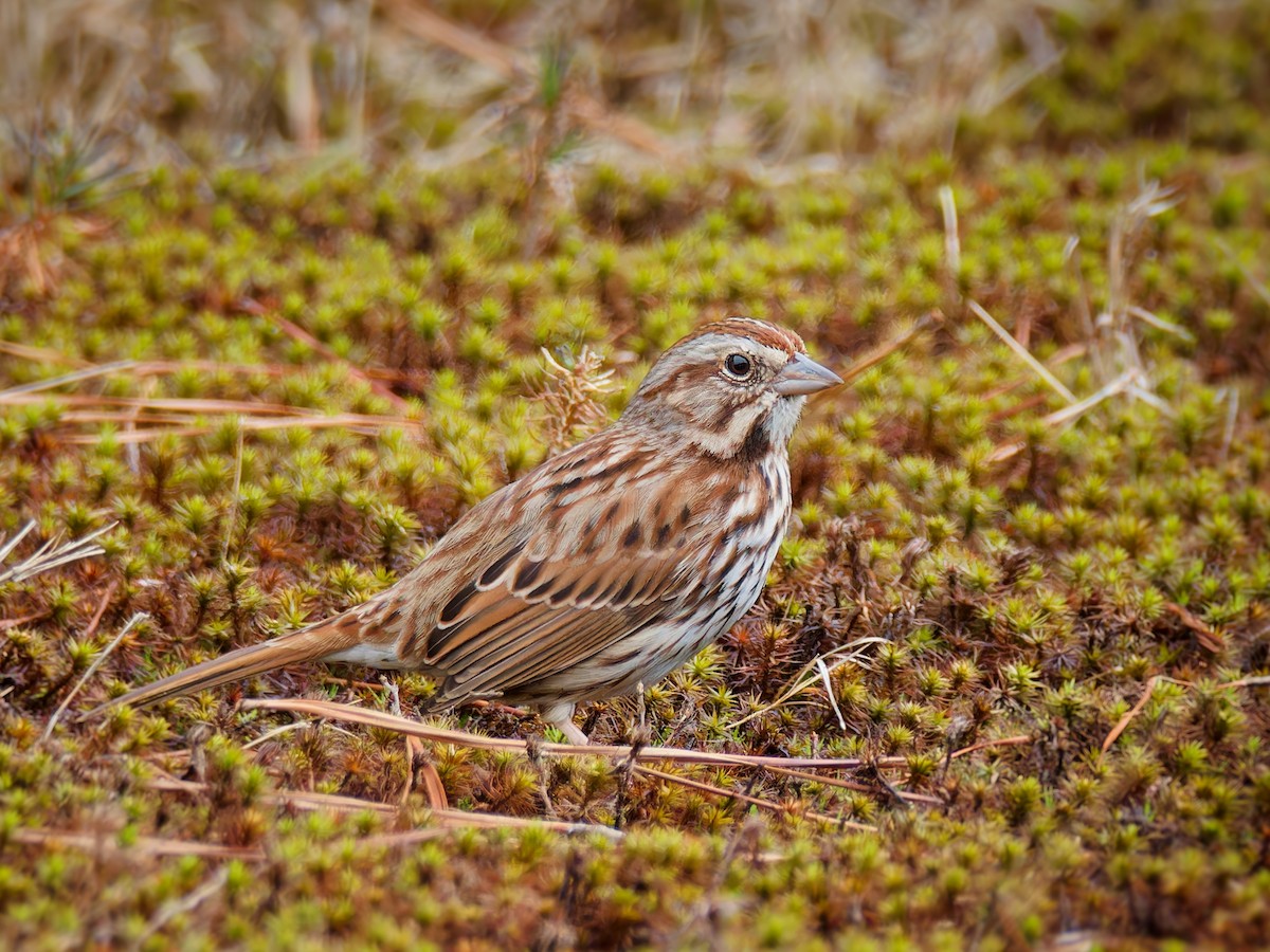 Song Sparrow - ML615681354