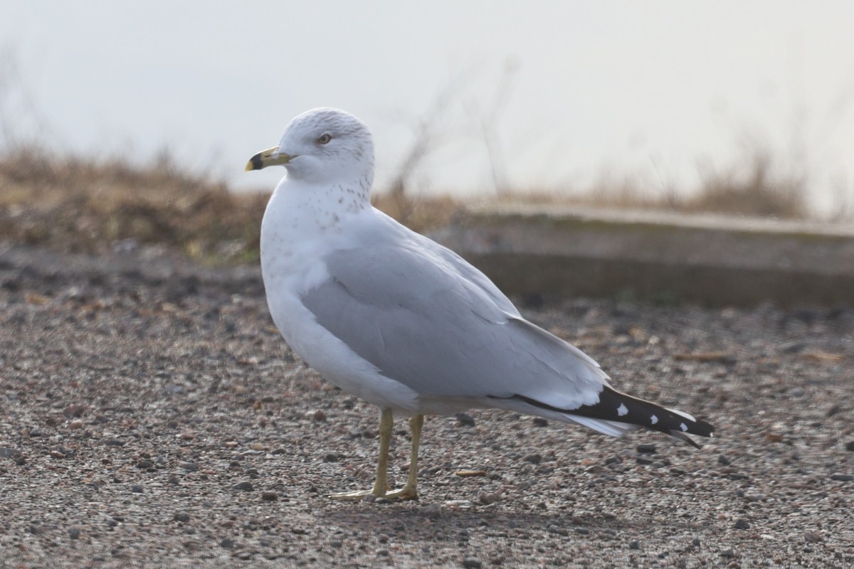 Ring-billed Gull - Trent Massey