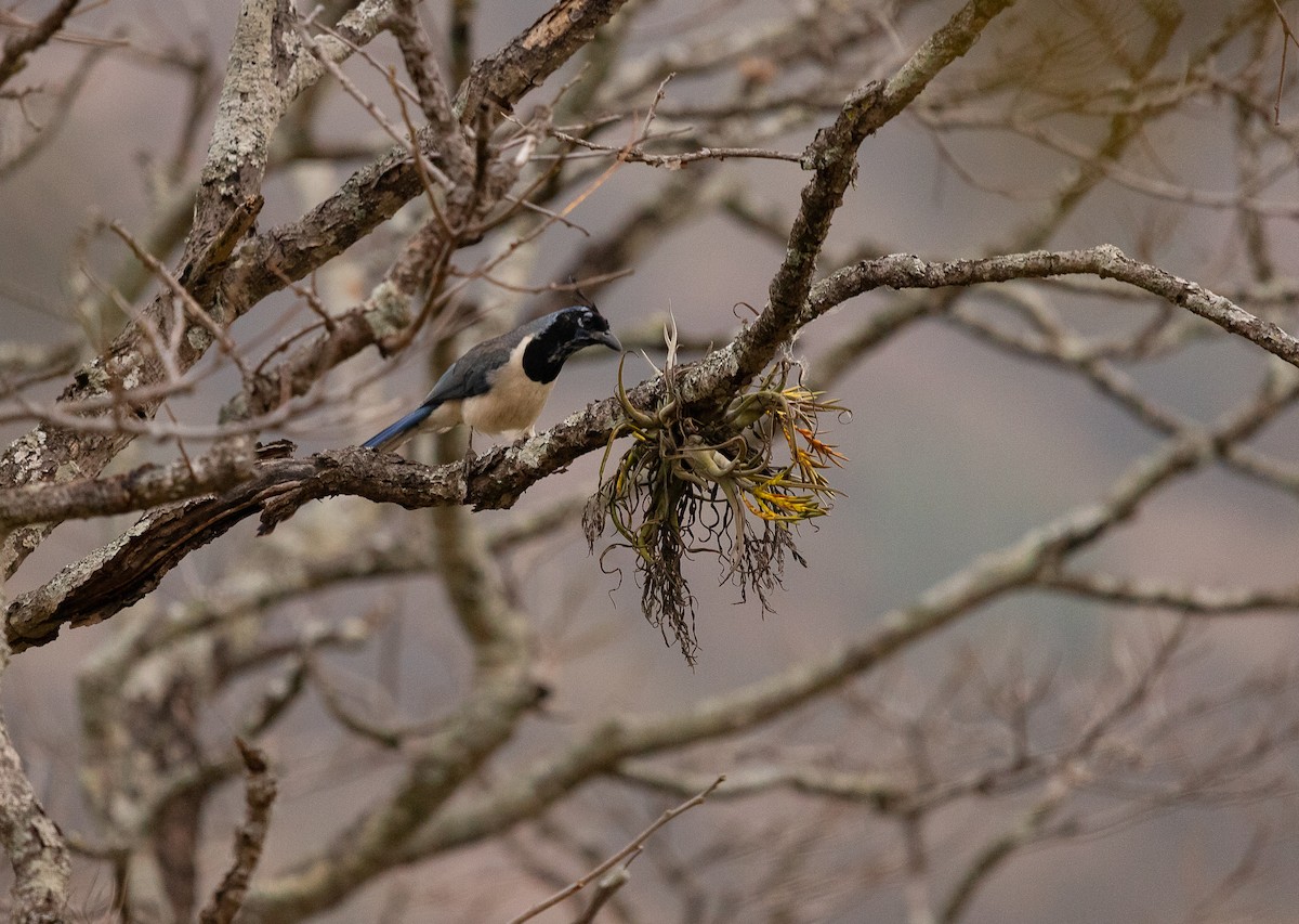 Black-throated Magpie-Jay - ML615681491