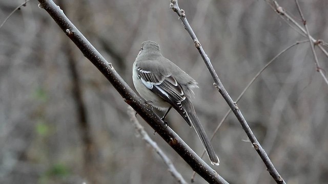 Northern Mockingbird - ML615681503