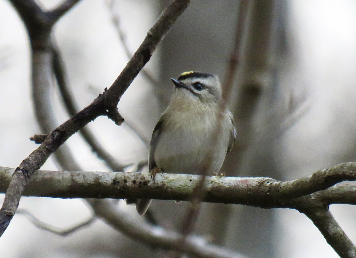 Golden-crowned Kinglet - Ken Hare