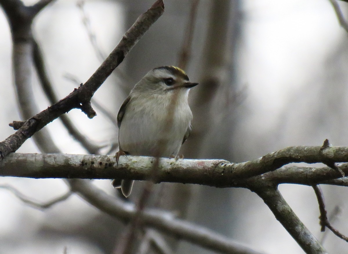 Golden-crowned Kinglet - ML615681539