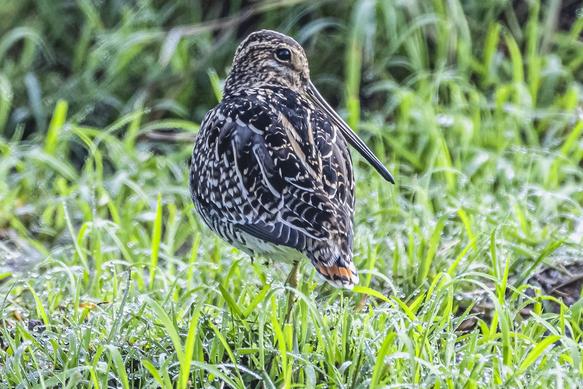 Pantanal Snipe - ML615681566