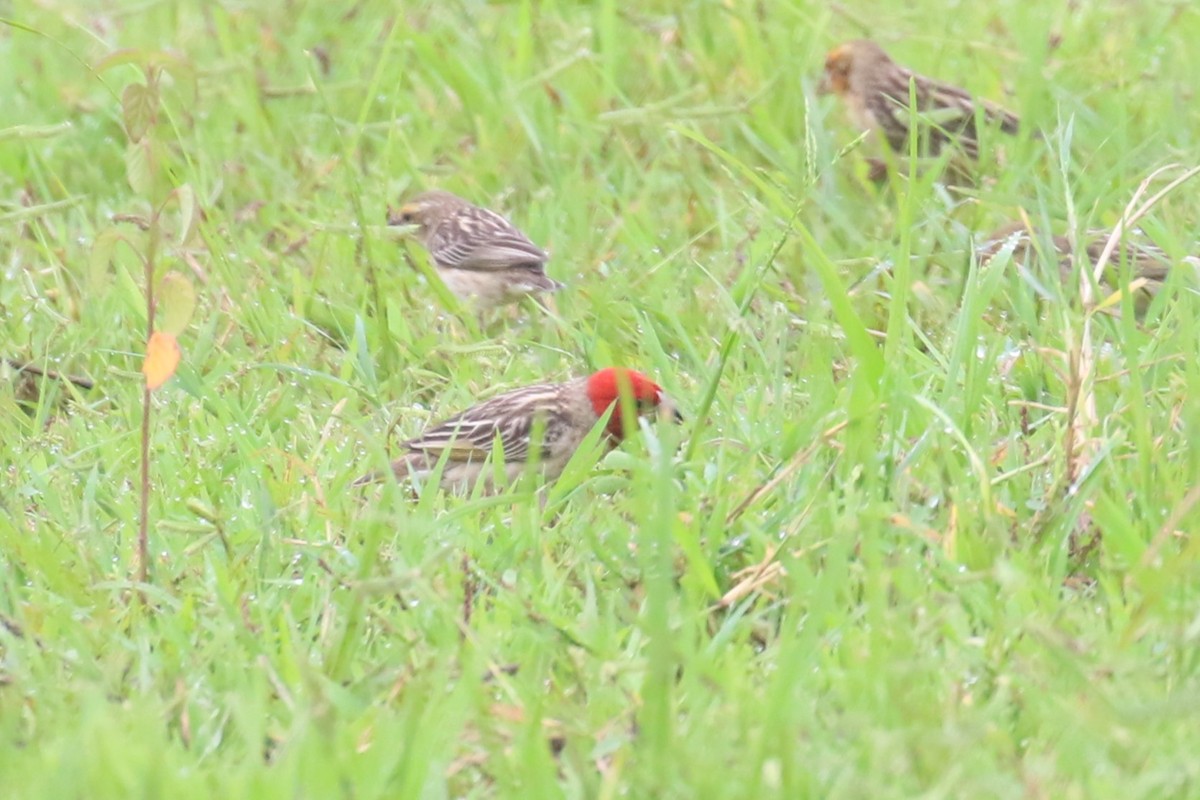 Red-headed Quelea - ML615681591