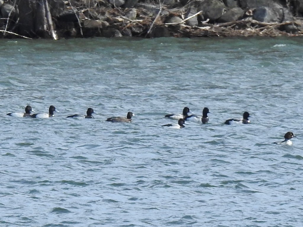 Lesser Scaup - Christian Coté