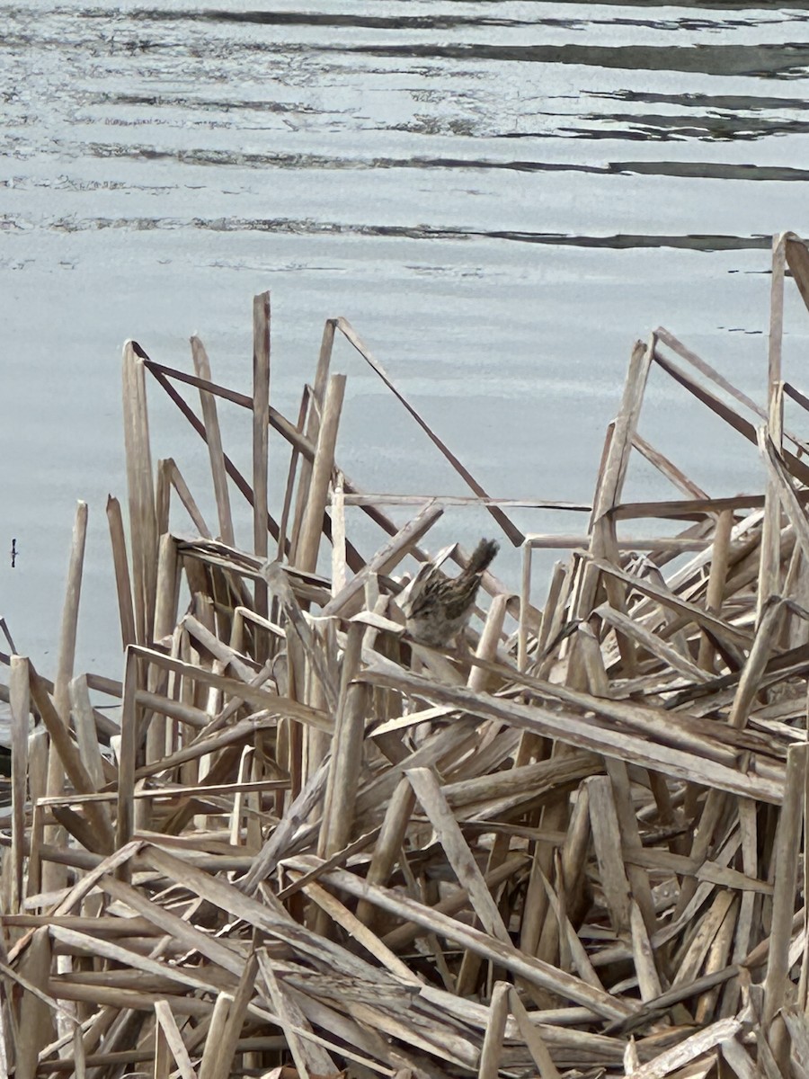 Marsh Wren - ML615681621