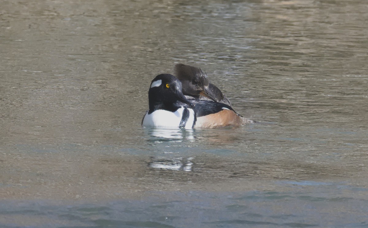 Hooded Merganser - ML615681651