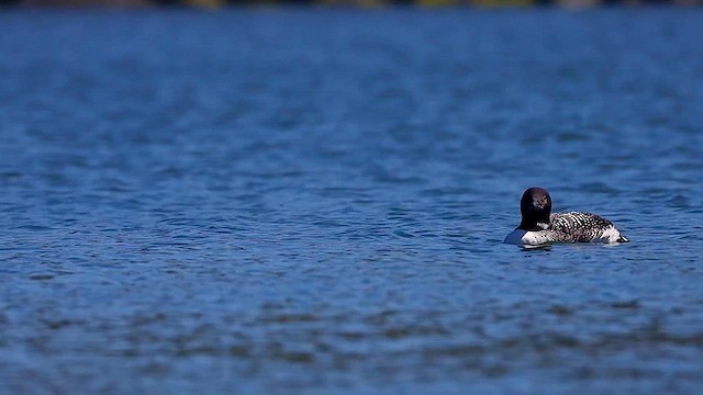 Plongeon huard - ML615681652