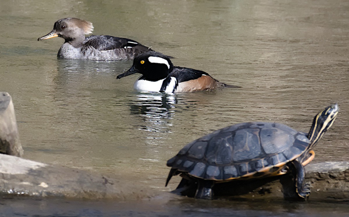 Hooded Merganser - ML615681657