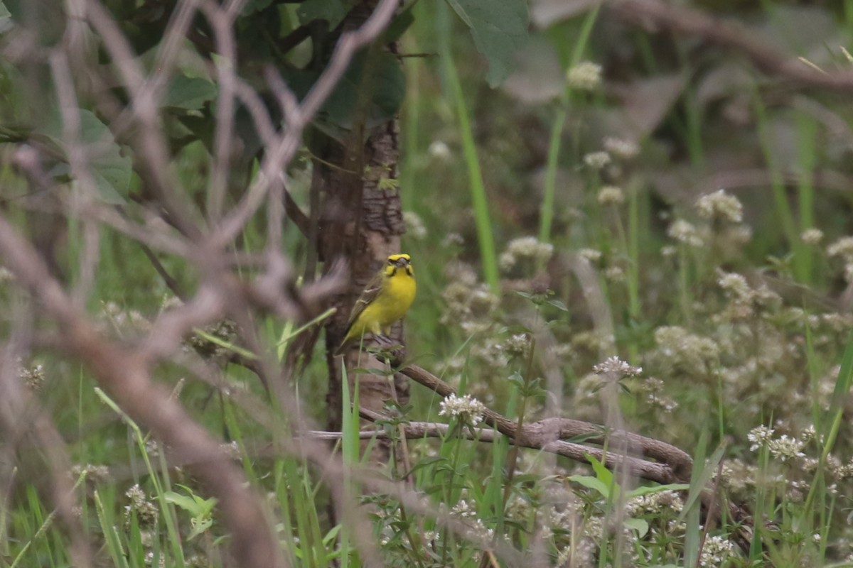 Yellow-fronted Canary - ML615681680