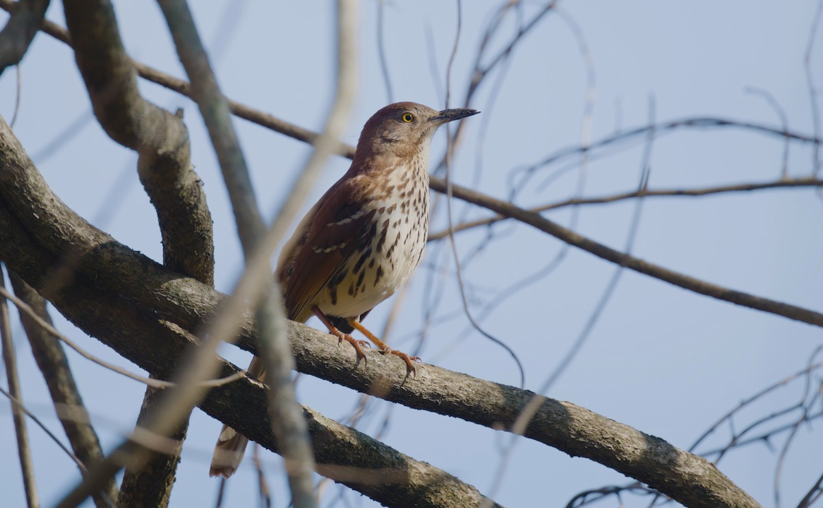 Brown Thrasher - ML615681688