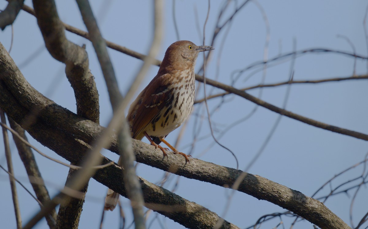 Brown Thrasher - Matthew Murphy