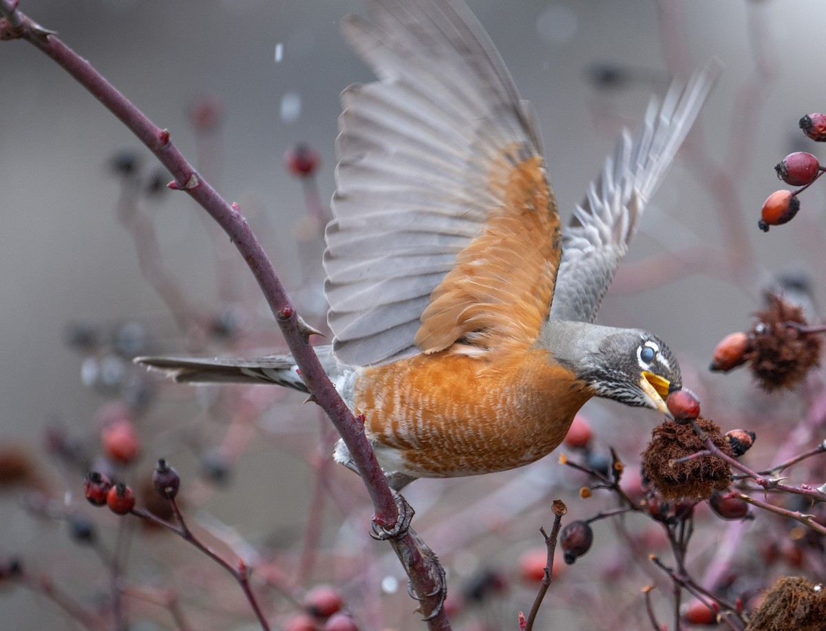 American Robin - Terry Rich