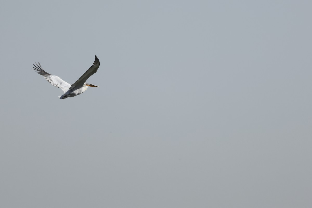 Кудрявый пеликан - ML615681727