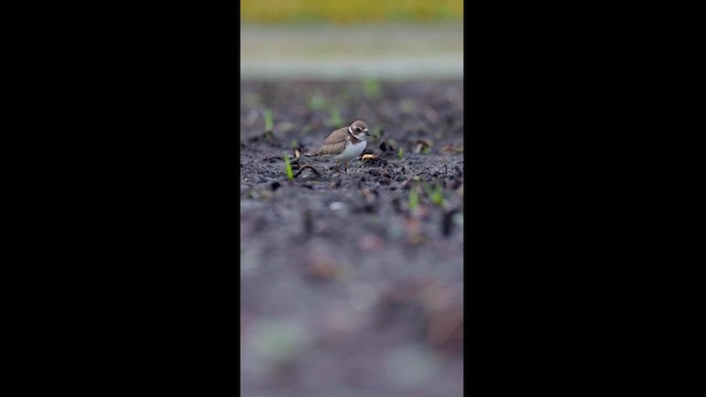 Semipalmated Plover - ML615681740