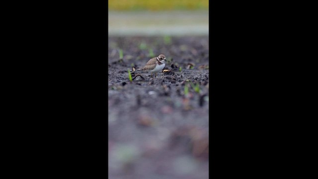 חופמי אמריקני - ML615681740