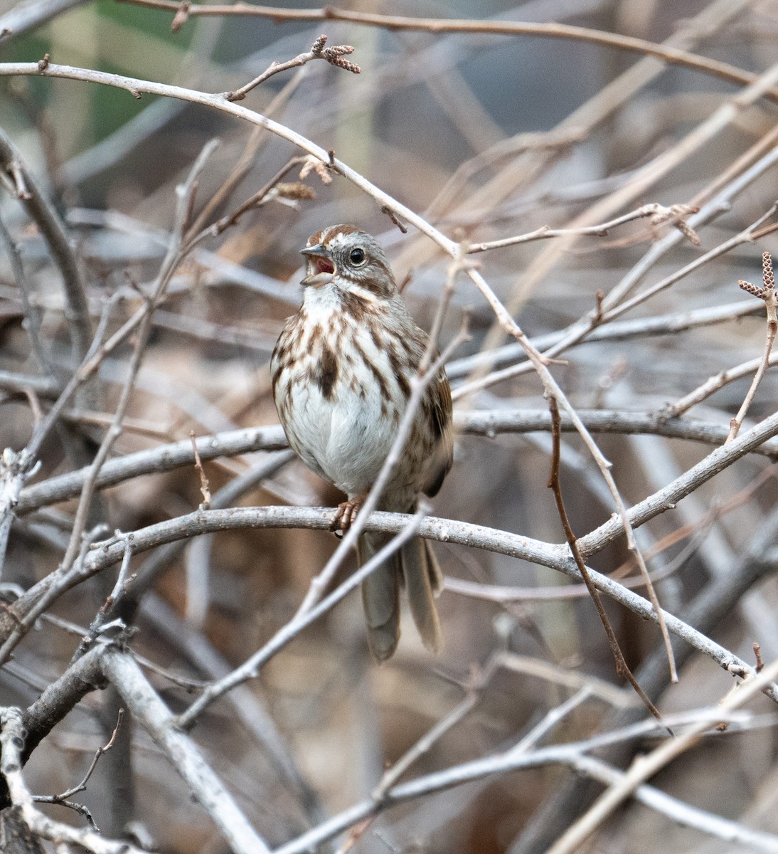 Song Sparrow - Terry Rich