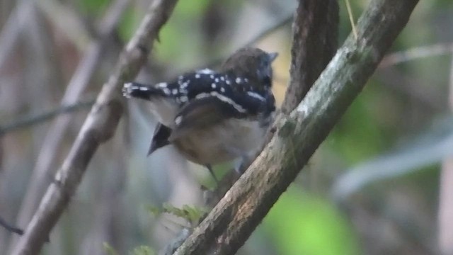 Dot-backed Antbird - ML615681765