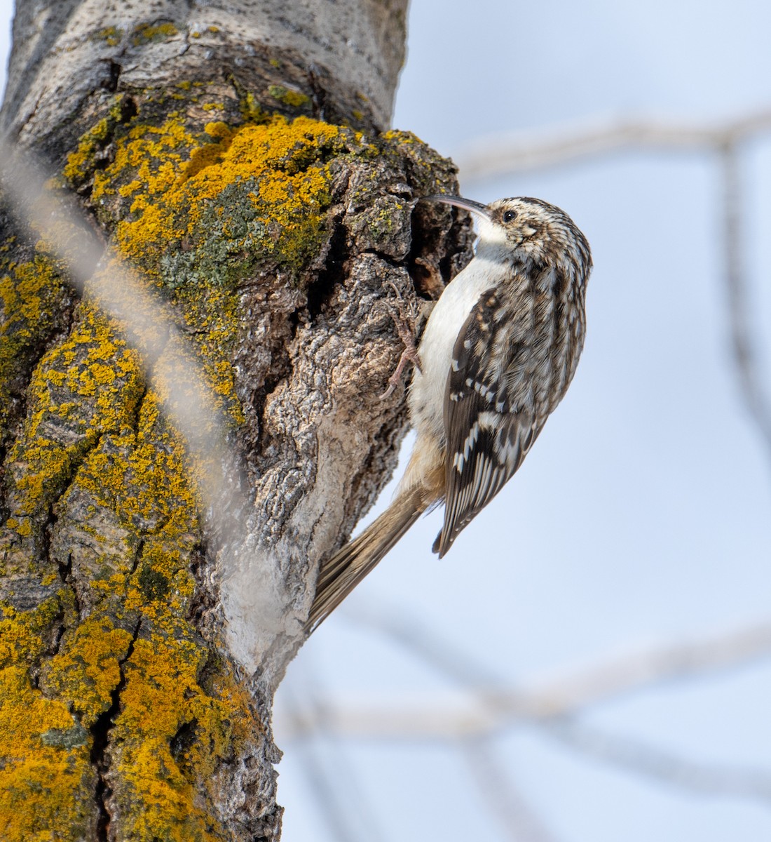 Brown Creeper - Terry Rich