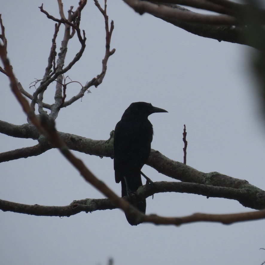 Boat-tailed Grackle - ML615681856