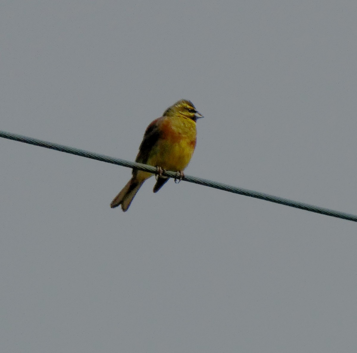 Cirl Bunting - ML615681881