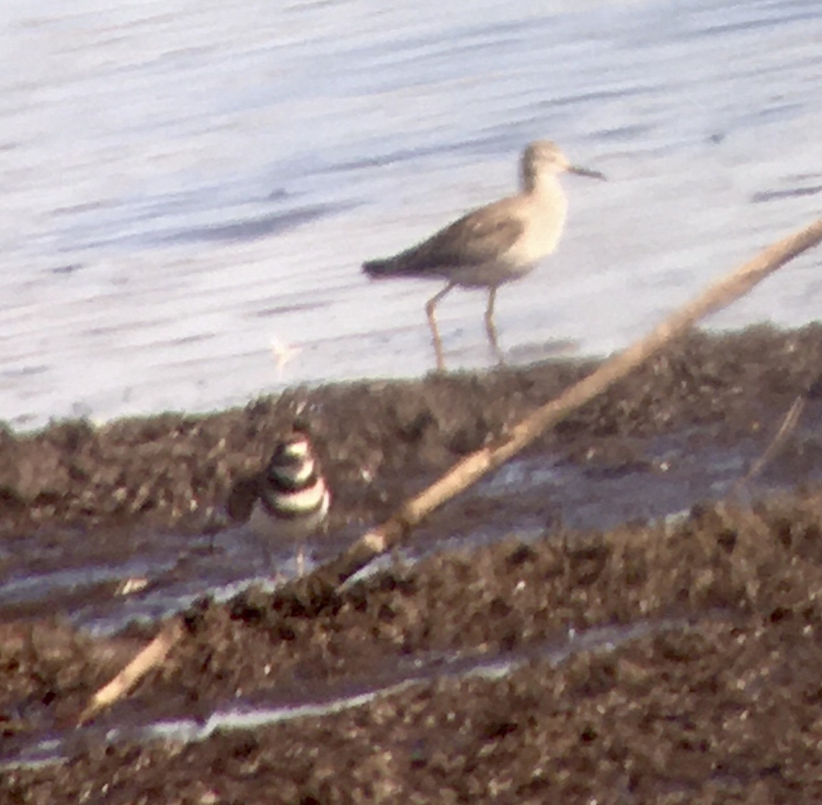 Lesser Yellowlegs - ML615681911