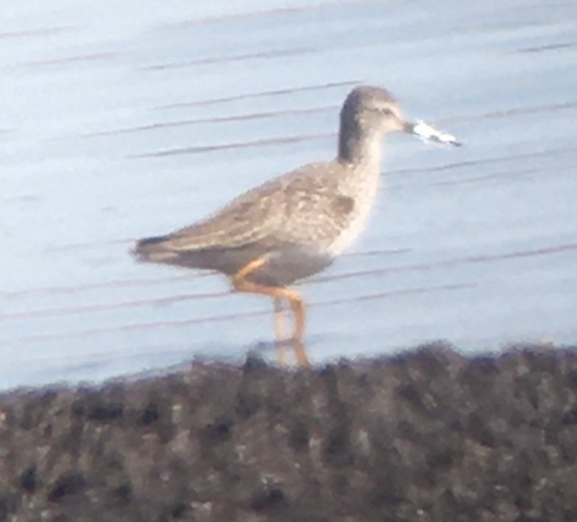 Lesser Yellowlegs - Lance Vrieze