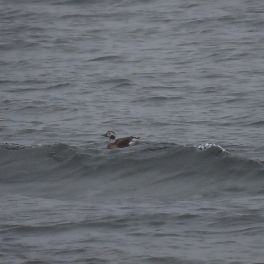 Long-tailed Duck - ML615681930