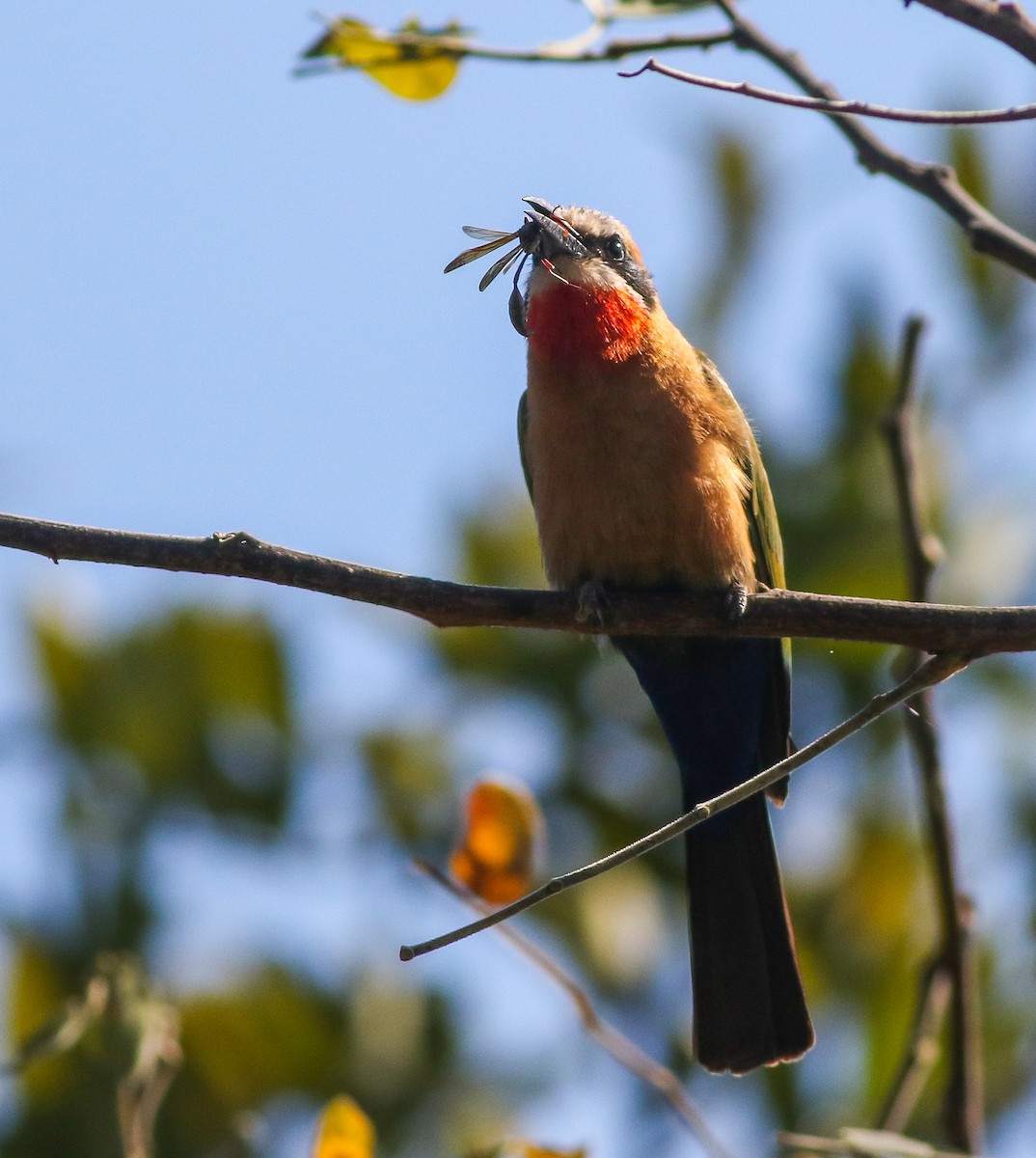 White-fronted Bee-eater - ML615681972