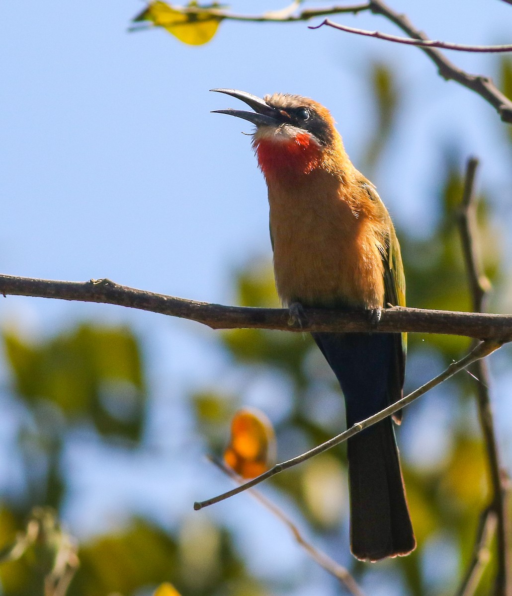 White-fronted Bee-eater - ML615681973