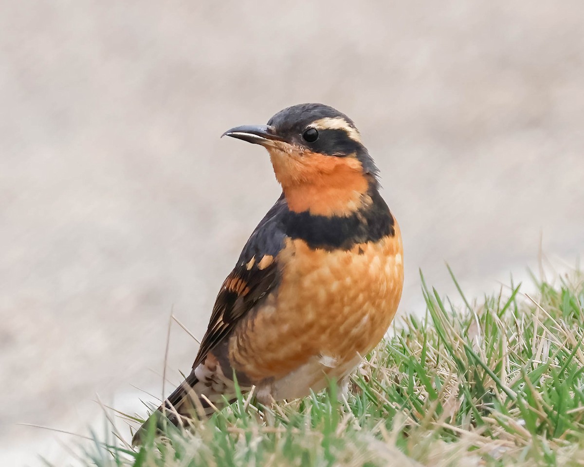 Varied Thrush - ML615681979