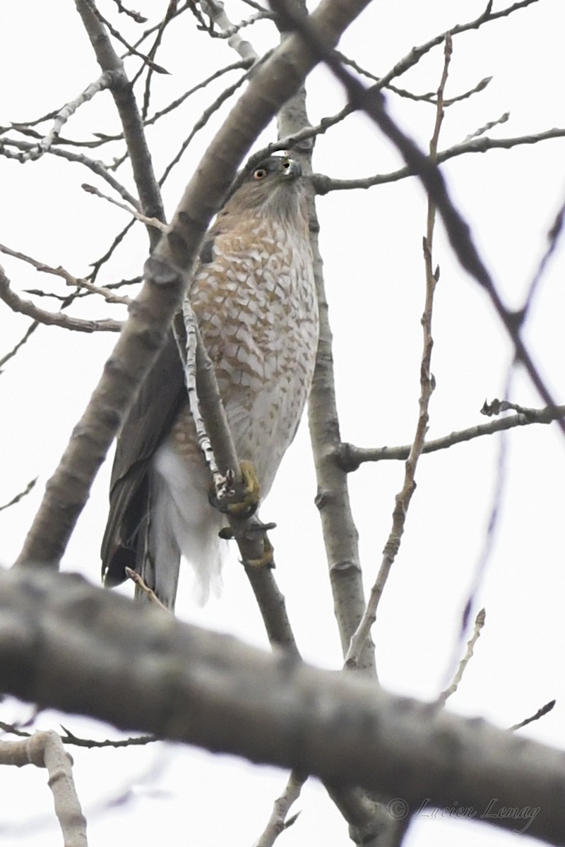 Cooper's Hawk - ML615681992