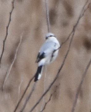 Northern Shrike - ML615682008