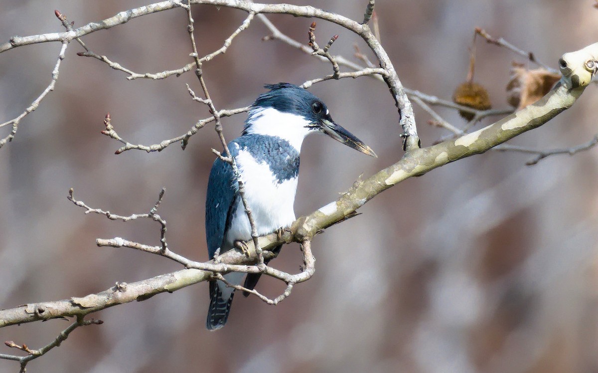 Belted Kingfisher - ML615682010