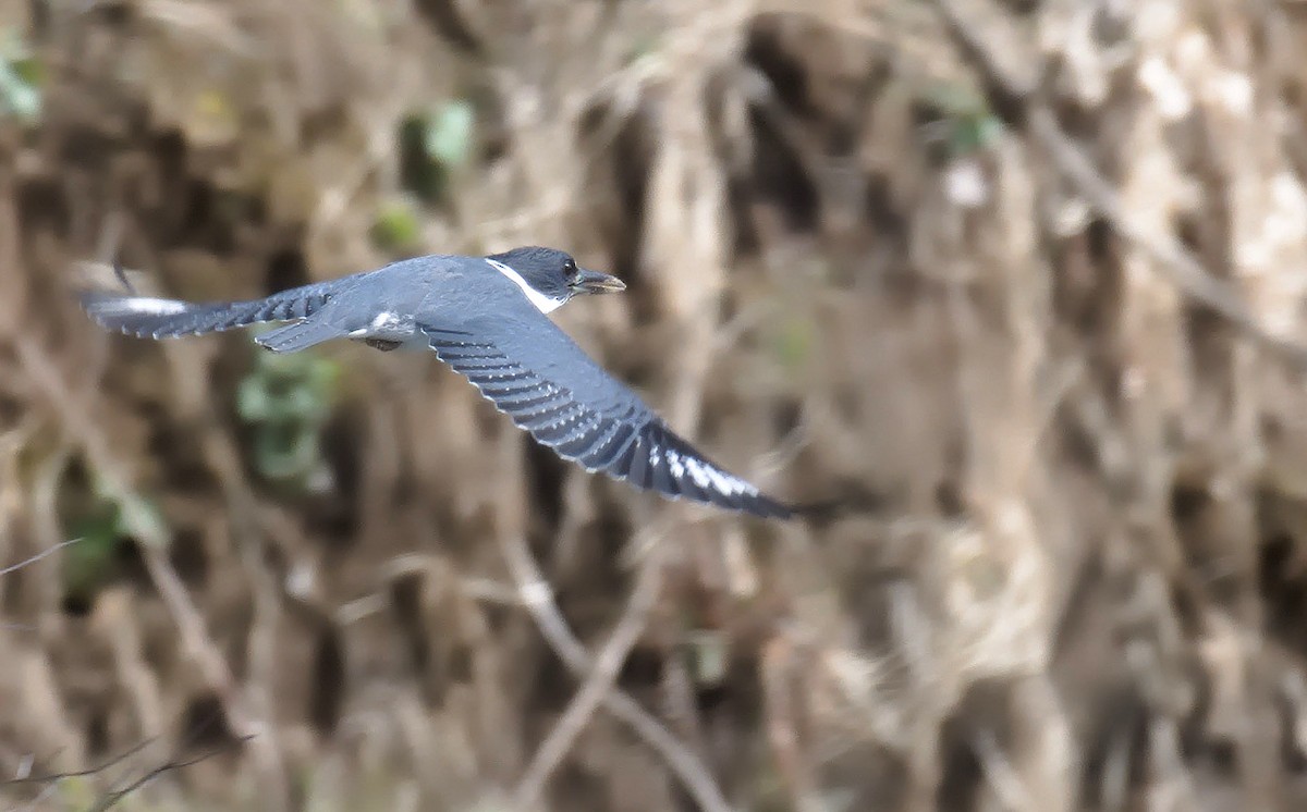 Belted Kingfisher - ML615682011