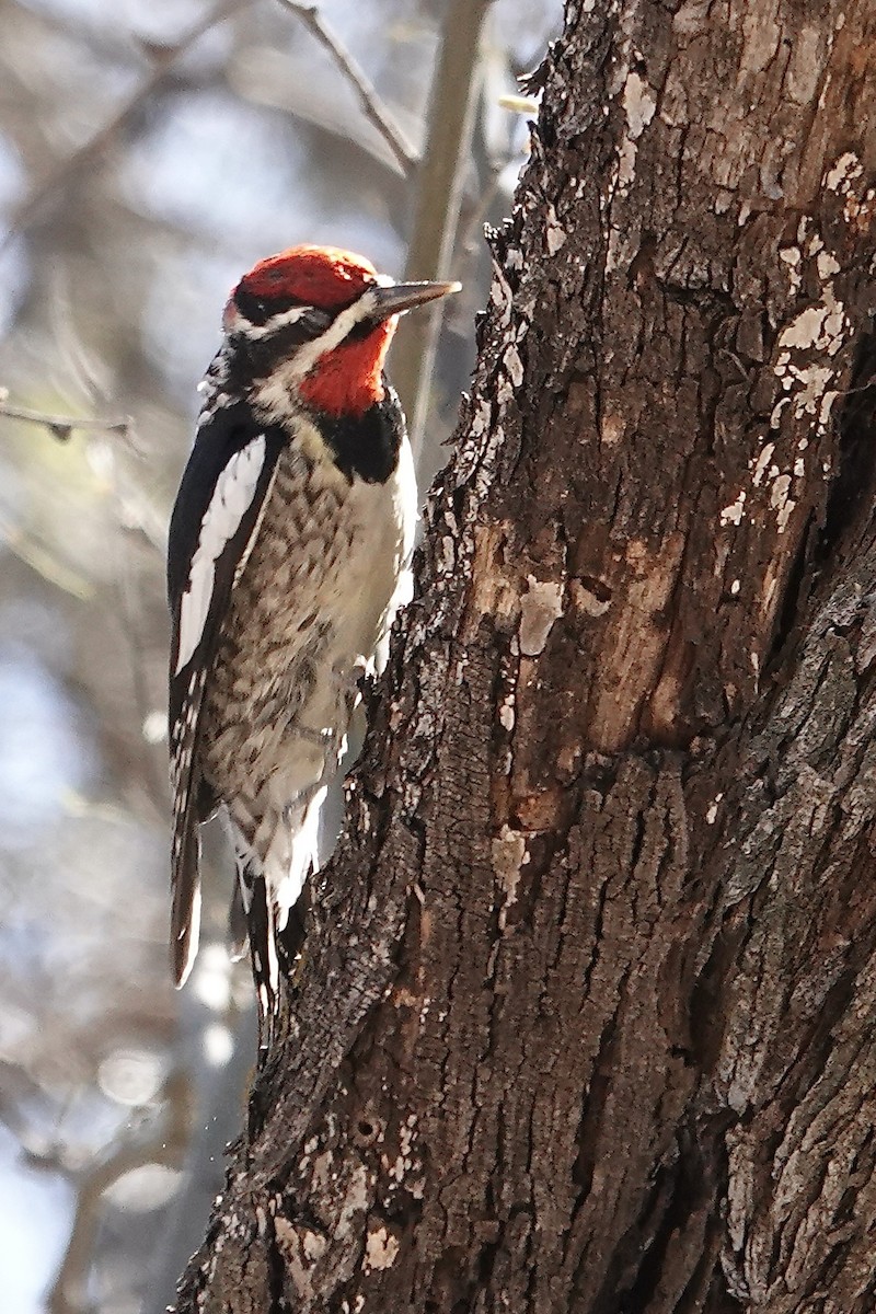 Red-naped Sapsucker - ML615682022