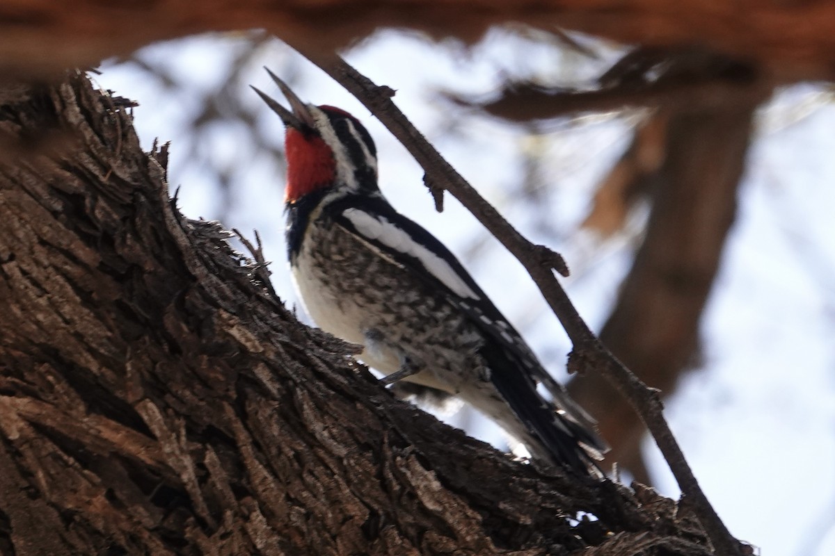 Red-naped Sapsucker - ML615682023