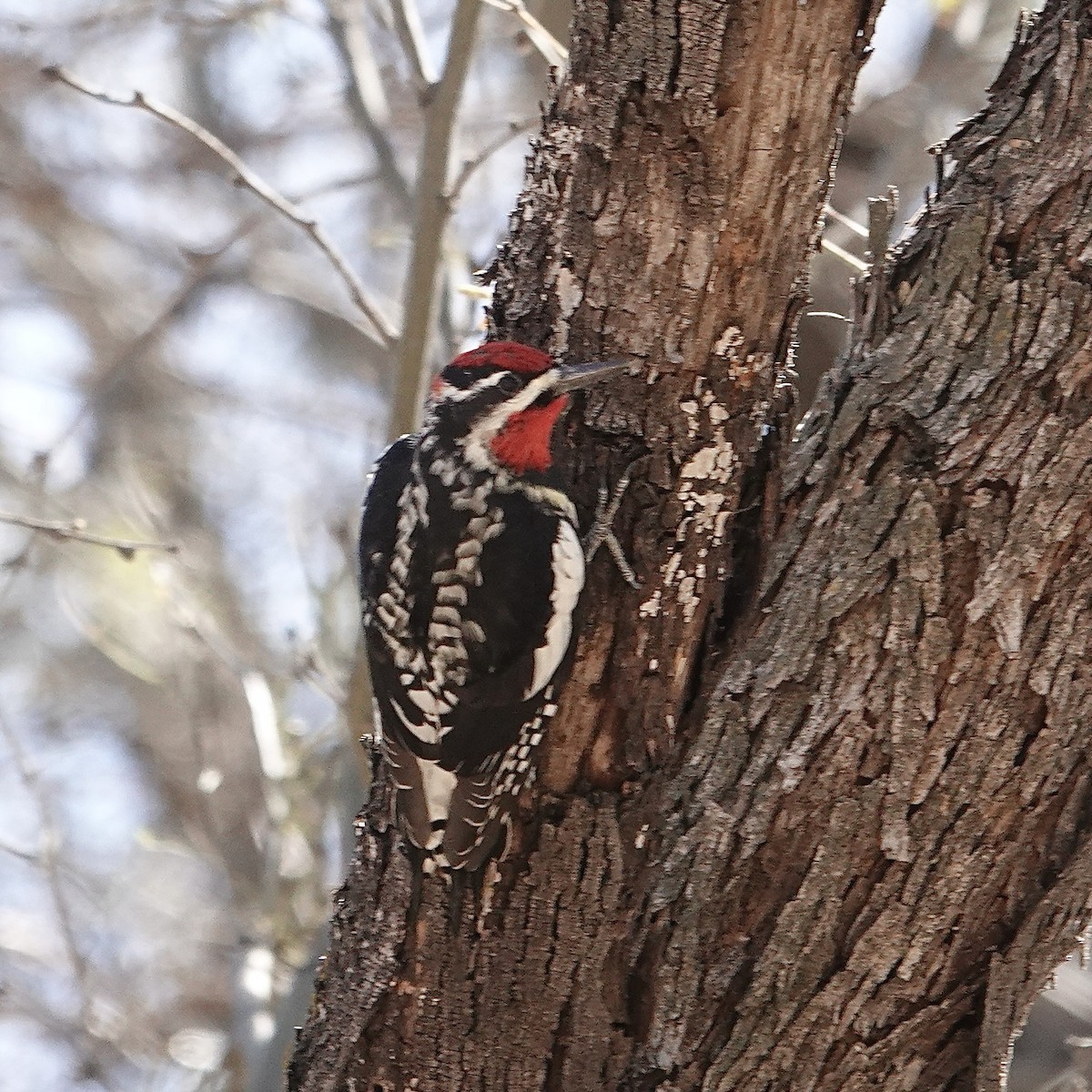 Red-naped Sapsucker - ML615682024