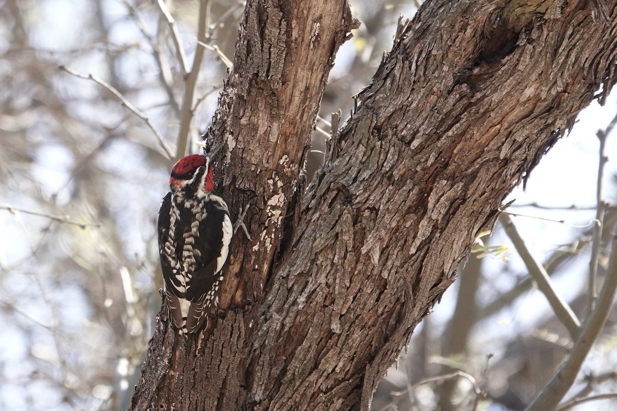 Red-naped Sapsucker - ML615682025